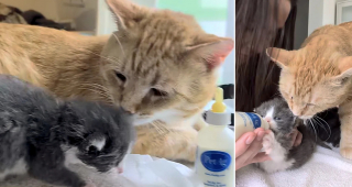 Illustration de l'article : Un matou errant sauvé par une bénévole adopte la vie de chat d'intérieur et devient nounou pour chatons orphelins