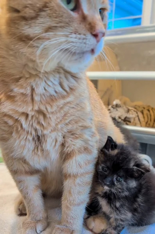 Illustration de l'article : Un matou errant sauvé par une bénévole adopte la vie de chat d'intérieur et devient nounou pour chatons orphelins