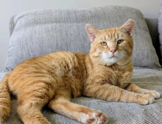 Illustration de l'article : Un matou errant sauvé par une bénévole adopte la vie de chat d'intérieur et devient nounou pour chatons orphelins