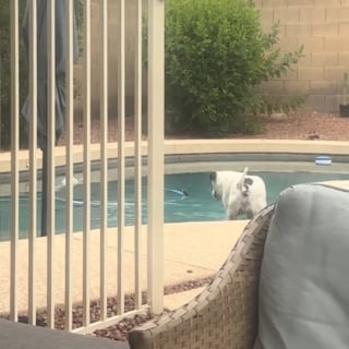 Illustration de l'article : Un chien s'improvise sauveteur et se comporte en héros en voyant un oiseau pris au piège au milieu de la piscine (vidéo)