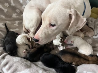 Illustration de l'article : Ses 9 chiots ont trouvé une famille avant elle, mais après 227 jours, cette chienne a enfin droit au bonheur (vidéo)