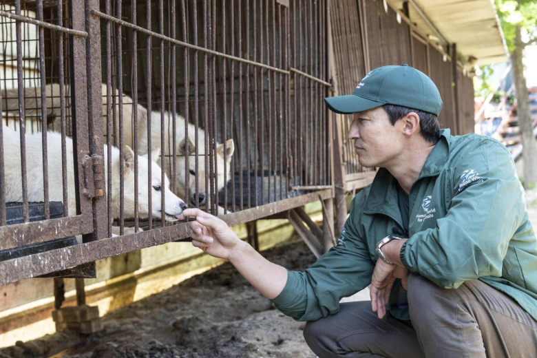 Illustration de l'article : 67 chiens sauvés du marché de la viande canine traversent un océan pour commencer leur nouvelle vie