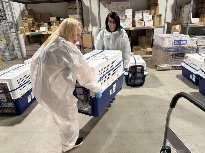 Illustration de l'article : 67 chiens sauvés du marché de la viande canine traversent un océan pour commencer leur nouvelle vie