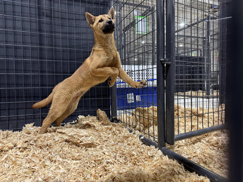 Illustration de l'article : 67 chiens sauvés du marché de la viande canine traversent un océan pour commencer leur nouvelle vie