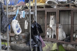 Illustration de l'article : Sauvés du marché de la viande canine, 67 chiens font un long voyage pour ouvrir un nouveau chapitre dans leur vie
