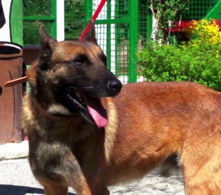 Illustration de l'article : Un Malinois attaché à une caravane pendant des mois et secouru par la SPA trouve enfin une famille pour toujours
