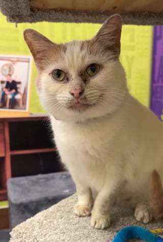 Illustration de l'article : À cause de son apparence, que certains trouvent « sale », cette chatte ne suscite pas l’intérêt des adoptants 