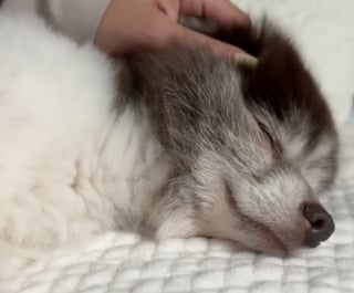Illustration de l'article : Exploité toute sa vie dans une usine à chiots, ce Spitz nain découvre enfin la chaleur d’un foyer aimant (vidéo)