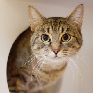 Illustration de l'article : Rejeté pour avoir trop miaulé, un chat est ramené au refuge après avoir passé seulement 2 jours dans sa nouvelle famille (vidéo)