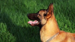 Illustration de l'article : Sans nouvelles de son chien depuis 4 jours, il apprend d'une clinique vétérinaire qu'il était coincé entre 2 murs