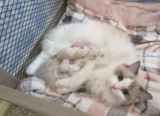 Illustration de l'article : Un père et une mère chatte s’occupent patte dans la patte de leur progéniture (vidéo)
