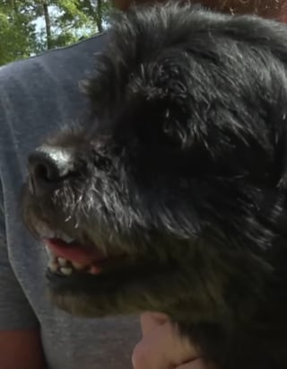 Illustration de l'article : Un chien sénior risque la noyade dans la piscine de ses maîtres mais la postière s'en aperçoit et intervient courageusement