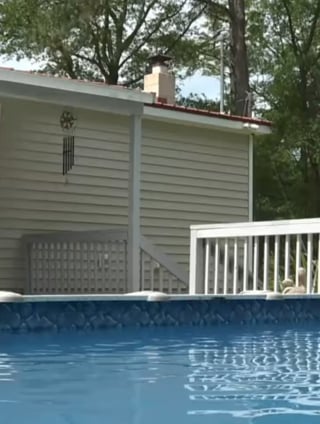 Illustration de l'article : Un chien sénior risque la noyade dans la piscine de ses maîtres mais la postière s'en aperçoit et intervient courageusement