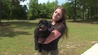 Illustration de l'article : Un chien sénior risque la noyade dans la piscine de ses maîtres mais la postière s'en aperçoit et intervient courageusement