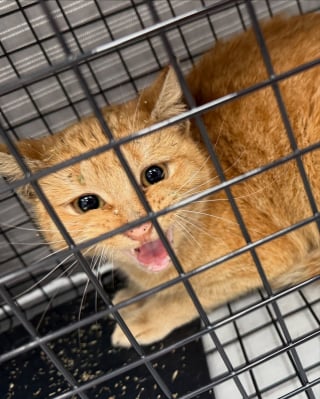 Illustration de l'article : Ils pensaient sauver une chatte gestante, mais c’est un autre félin qui a été capturé et sauvé