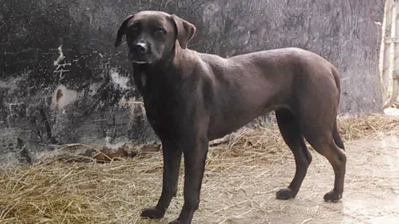 Illustration de l'article : 11 ans après avoir été accueillie dans un refuge, cette chienne sénior adorable trouve enfin un foyer