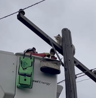 Illustration de l'article : Perché au sommet d’un poteau électrique pour faire sa sieste, ce chat provoque innocemment une panne d’électricité dans son quartier (vidéo)