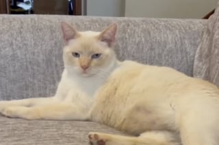 Illustration de l'article : Perché au sommet d’un poteau électrique pour faire sa sieste, ce chat provoque innocemment une panne d’électricité dans son quartier (vidéo)