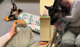 Illustration de l'article : Elle pleure en silence en voyant sa famille repartir sans elle, la détresse de cette chienne bouleverse 7 millions de personnes sur TikTok