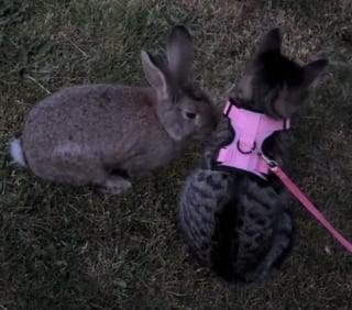 Illustration de l'article : Une chatte d'intérieur en promenade se lie d'amitié avec un lapin dans une scène digne d'un film Disney (vidéo) 