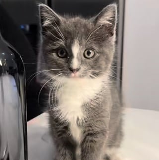 Illustration de l'article : En se réfugiant sous une voiture, ce chaton finit par trouver un foyer et une famille aimante (vidéo)