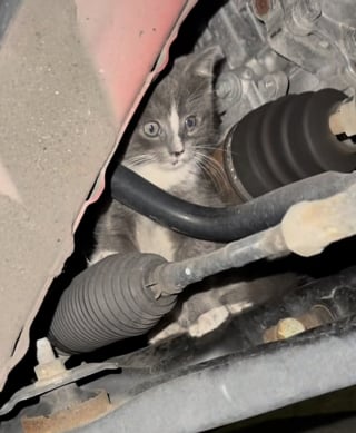 Illustration de l'article : En se réfugiant sous une voiture, ce chaton finit par trouver un foyer et une famille aimante (vidéo)