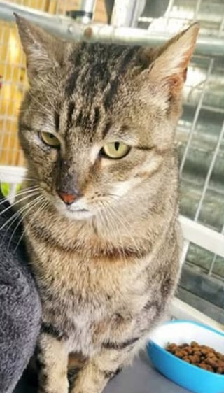 Illustration de l'article : Un chat resté introuvable pendant 2 ans et demi refait surface contre toute attente à 8 kilomètres de chez lui