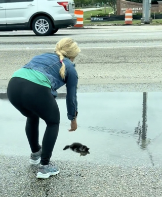 Illustration de l'article : Gisant seul au milieu d’une flaque d’eau, ce chaton errant avait renoncé à se battre quand un couple d’inconnus lui a offert le cadeau qu'il attendait (vidéo)