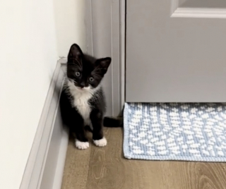 Illustration de l'article : Gisant seul au milieu d’une flaque d’eau, ce chaton errant avait renoncé à se battre quand un couple d’inconnus lui a offert le cadeau qu'il attendait (vidéo)