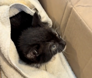 Illustration de l'article : Gisant seul au milieu d’une flaque d’eau, ce chaton errant avait renoncé à se battre quand un couple d’inconnus lui a offert le cadeau qu'il attendait (vidéo)