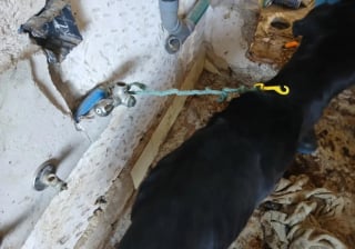 Illustration de l'article : La découverte de 3 chiens dans une maison délabrée permet à l'un d'eux de rentrer chez lui après 2 années de disparition