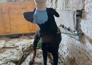 Illustration de l'article : La découverte de 3 chiens dans une maison délabrée permet à l'un d'eux de rentrer chez lui après 2 années de disparition