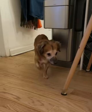 Illustration de l'article : Pendant 2 semaines de cohabitation, ce chien apeuré fuyait tout contact humain, jusqu’au jour où il a tendrement posé sa tête dans la main de sa nouvelle maîtresse (vidéo)