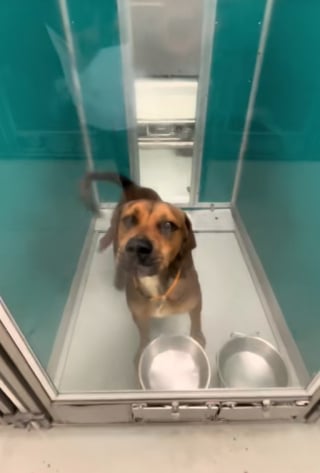 Illustration de l'article : Une femme découvre qu’un chien n’a plus que quelques heures à vivre et se précipite pour le sauver 
