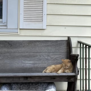 Illustration de l'article : Prêt à en finir avec l'errance, un chat élit domicile sous le porche d'une inconnue qui l'aide dans sa transition vers la vie de matou d'intérieur