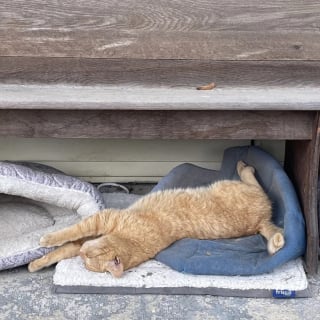 Illustration de l'article : Prêt à en finir avec l'errance, un chat élit domicile sous le porche d'une inconnue qui l'aide dans sa transition vers la vie de matou d'intérieur