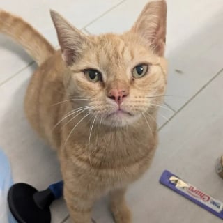 Illustration de l'article : Prêt à en finir avec l'errance, un chat élit domicile sous le porche d'une inconnue qui l'aide dans sa transition vers la vie de matou d'intérieur