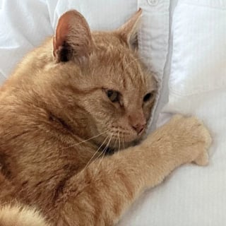 Illustration de l'article : Prêt à en finir avec l'errance, un chat élit domicile sous le porche d'une inconnue qui l'aide dans sa transition vers la vie de matou d'intérieur