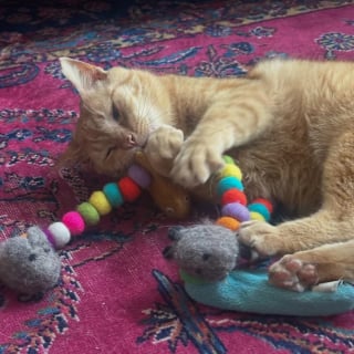 Illustration de l'article : Prêt à en finir avec l'errance, un chat élit domicile sous le porche d'une inconnue qui l'aide dans sa transition vers la vie de matou d'intérieur