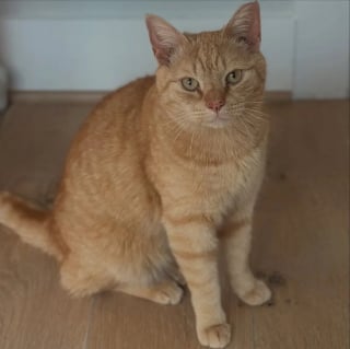 Illustration de l'article : Prêt à en finir avec l'errance, un chat élit domicile sous le porche d'une inconnue qui l'aide dans sa transition vers la vie de matou d'intérieur