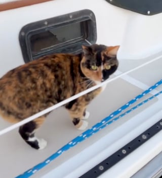 Illustration de l'article : Après un diagnostic à la sombre issue, cet homme décide de tout plaquer pour prendre la mer avec Phœnix, sa chatte (vidéo)