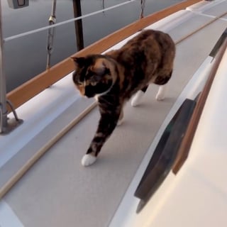 Illustration de l'article : Après un diagnostic à la sombre issue, cet homme décide de tout plaquer pour prendre la mer avec Phœnix, sa chatte (vidéo)