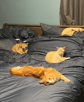 Illustration de l'article : Une femme filme sa routine matinale avec ses 20 chats et son chien (vidéo)