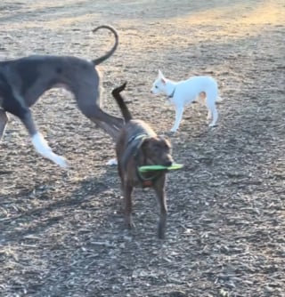 Illustration de l'article : Les propriétaires d'un chien sourd chagriné par le déménagement de son meilleur ami parcourent 800 kilomètres pour lui rendre sa joie de vivre (vidéo)