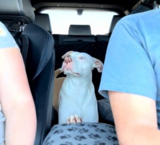 Illustration de l'article : Les propriétaires d'un chien sourd chagriné par le déménagement de son meilleur ami parcourent 800 kilomètres pour lui rendre sa joie de vivre (vidéo)