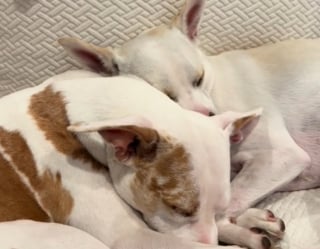 Illustration de l'article : Les propriétaires d'un chien sourd chagriné par le déménagement de son meilleur ami parcourent 800 kilomètres pour lui rendre sa joie de vivre (vidéo)