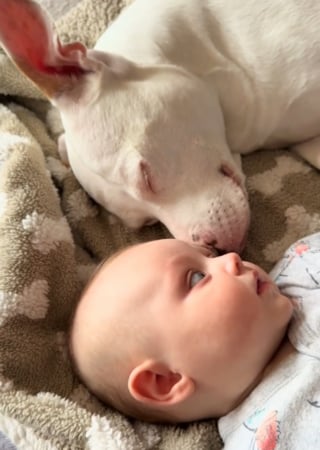 Illustration de l'article : Les propriétaires d'un chien sourd chagriné par le déménagement de son meilleur ami parcourent 800 kilomètres pour lui rendre sa joie de vivre (vidéo)