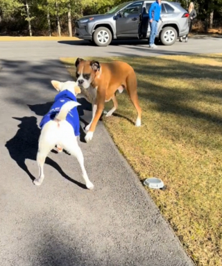 Illustration de l'article : Les propriétaires d'un chien sourd chagriné par le déménagement de son meilleur ami parcourent 800 kilomètres pour lui rendre sa joie de vivre (vidéo)