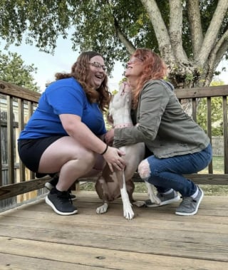 Illustration de l'article : Incapable de faire un pas de plus, cette chienne s’est effondrée devant une maison pour demander de l’aide