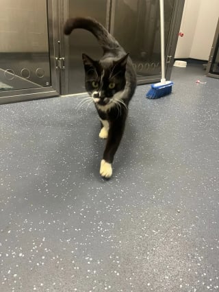 Illustration de l'article : Après un incroyable périple à travers 3 pays, un chat disparu depuis un an retrouve enfin sa maîtresse 